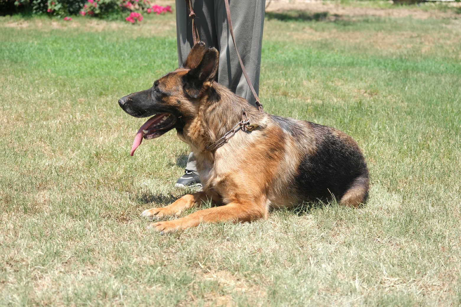 Alman Çoban Köpeği Etne