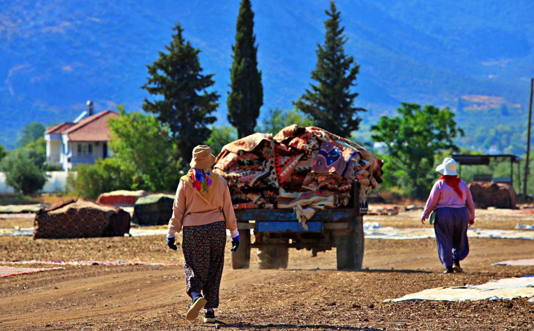 Antalya'da Buğday Tarlalarında Halı Hasattı Başladı (6)