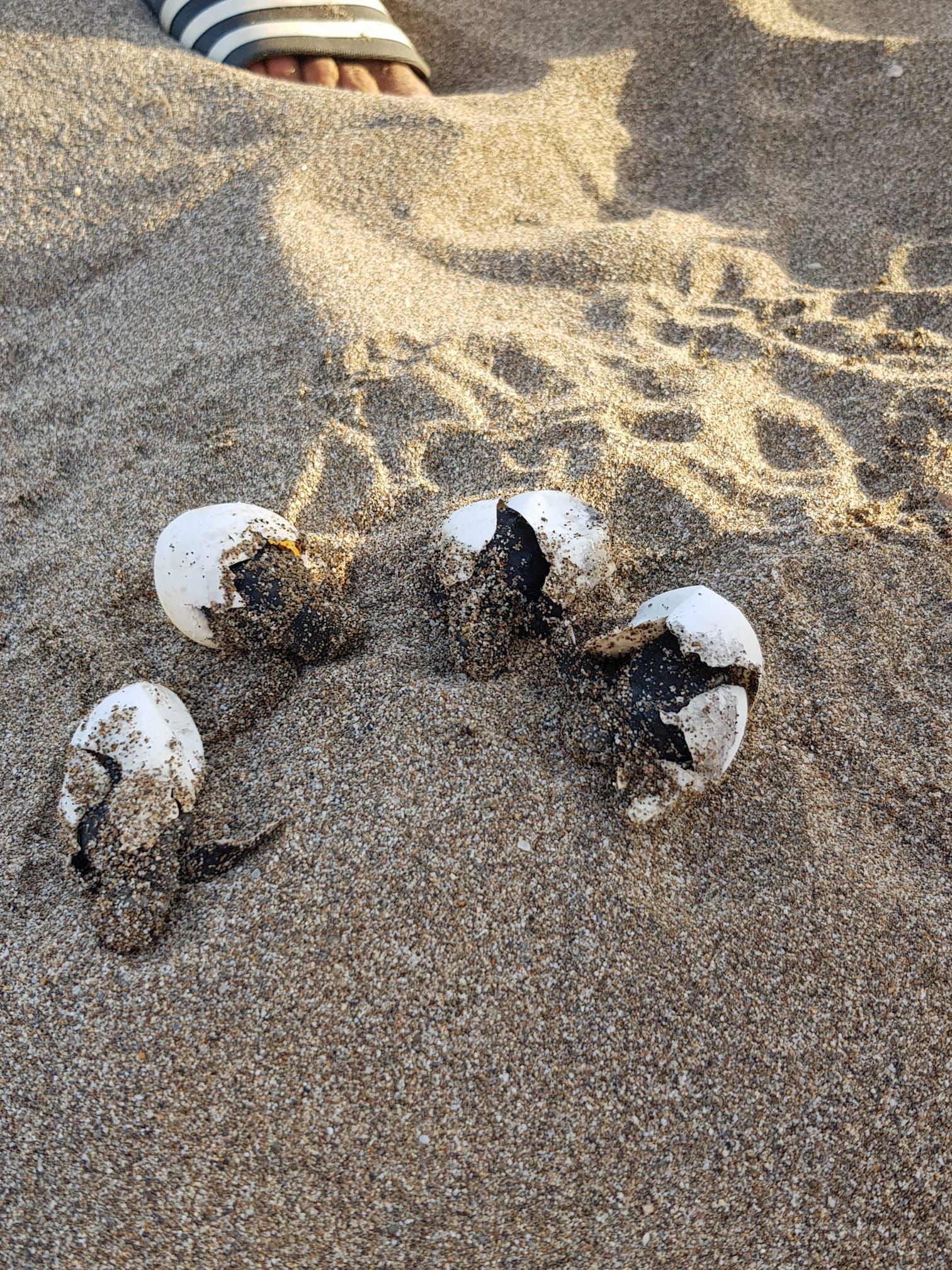 Antalya'da Yavru Caretta Carettaların Denizle Buluşması Için Nöbet Tutuluyor (1)