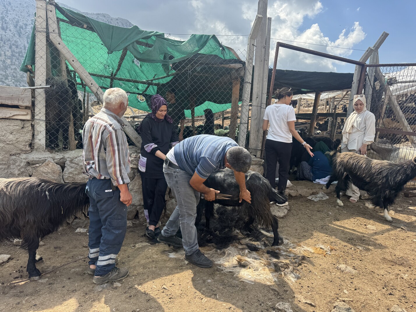 Antalya'da Yüzyıllardır Süren Yörük Kültürü 'Keçi Kıl Kırkımı' (5)