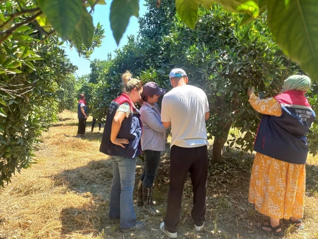 Aydın’da Turunçgil Yeşillenme Hastalığına Karşı Çalışmalar Sürüyor (3)