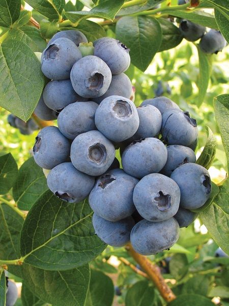 Blueberry (4)