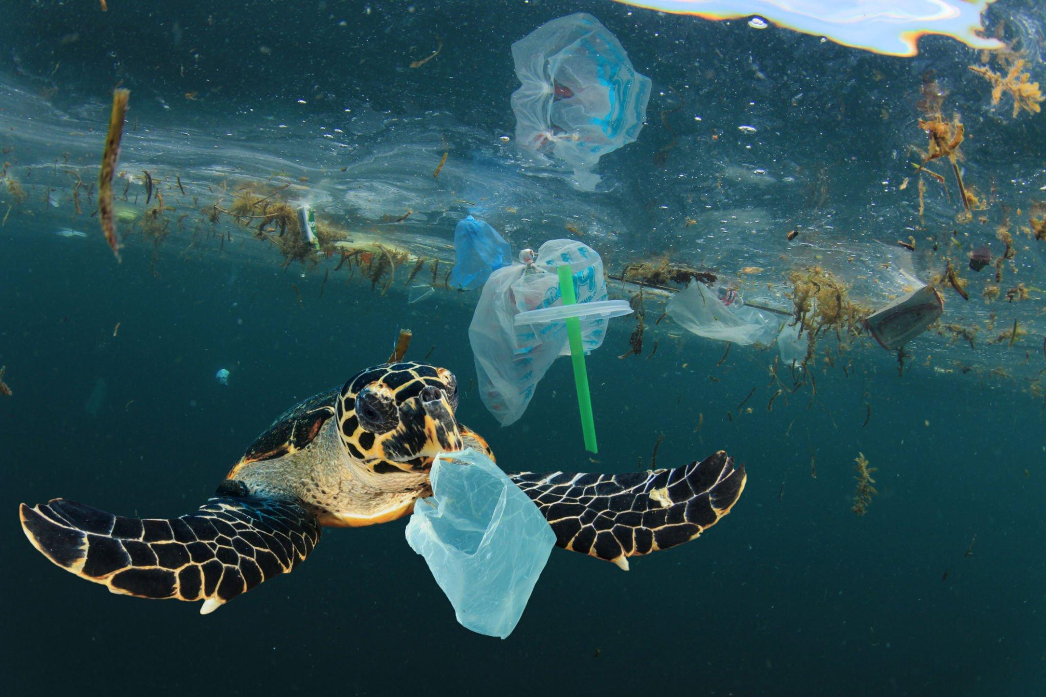 Caretta Caretta Deniz Kirliliği