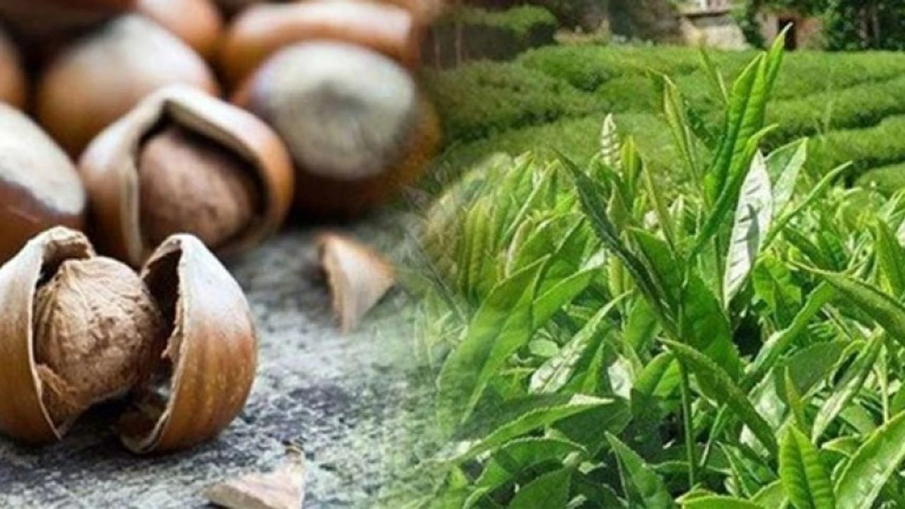 Çay Fiyatları Belli Oldu