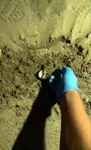 Didim’de 47 Yavru Caretta Caretta Denize Ulaştı (2)