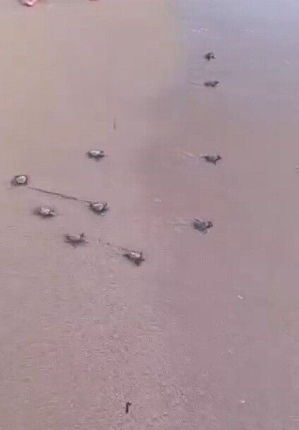 Didim’de 47 Yavru Caretta Caretta Denize Ulaştı (4)