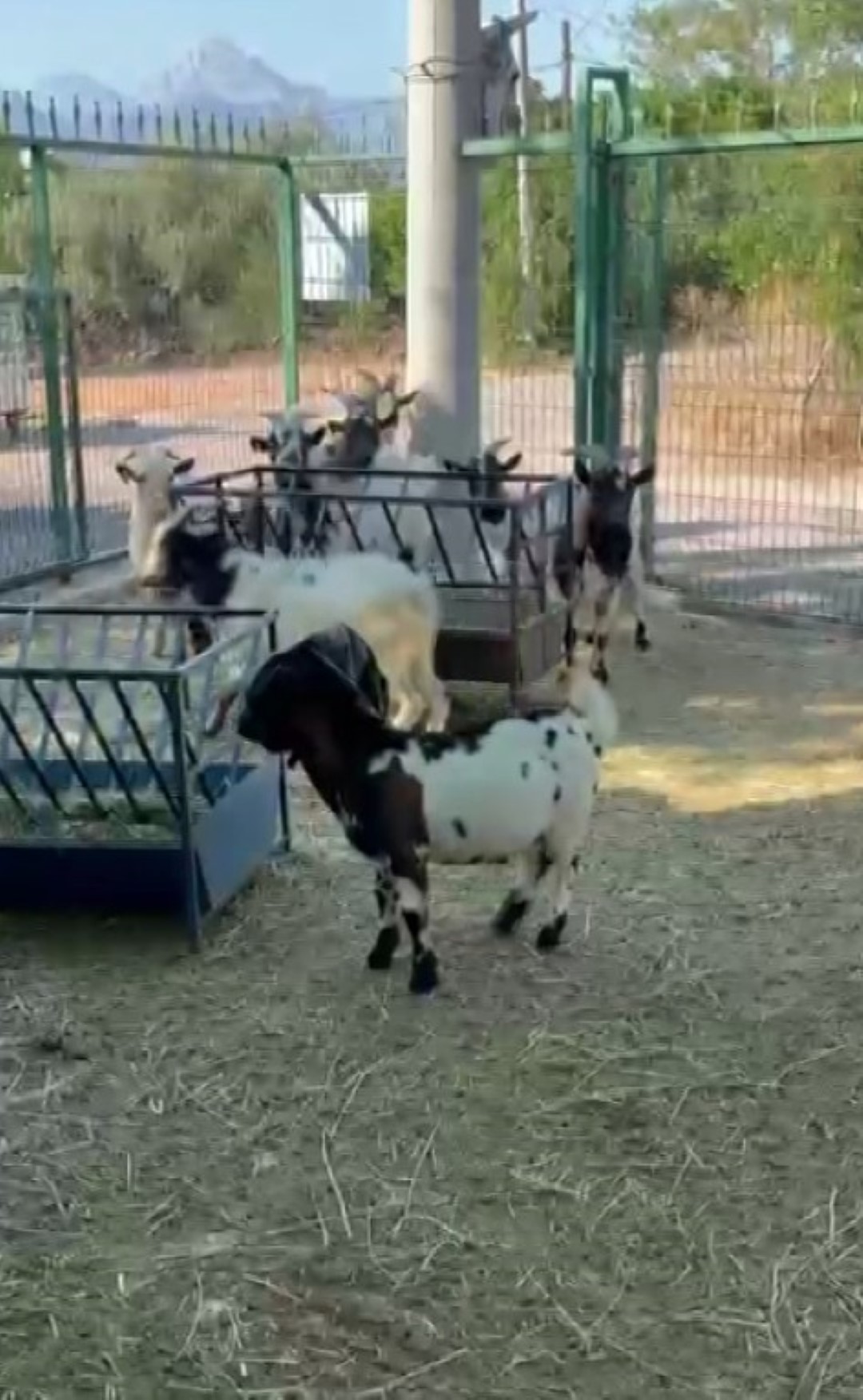 Diğer Keçilerin Kabusu Oldu (1)
