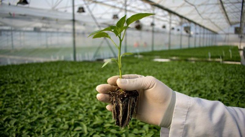 Fidan Üretim Hizmeti