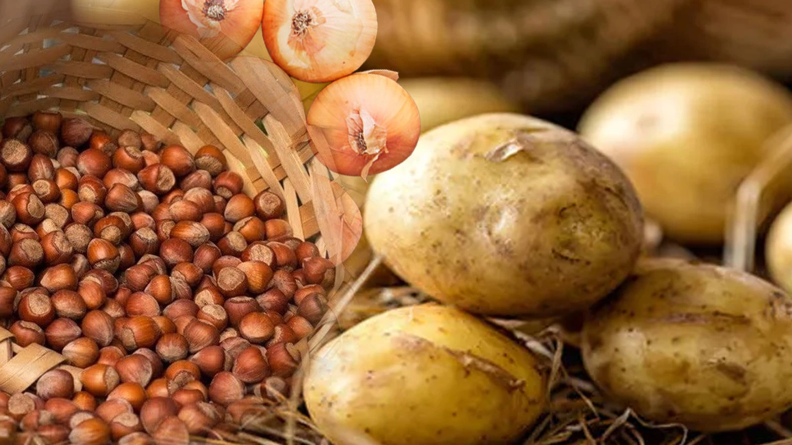 Findik Sogan Ve Patates Tarlada Kaldı