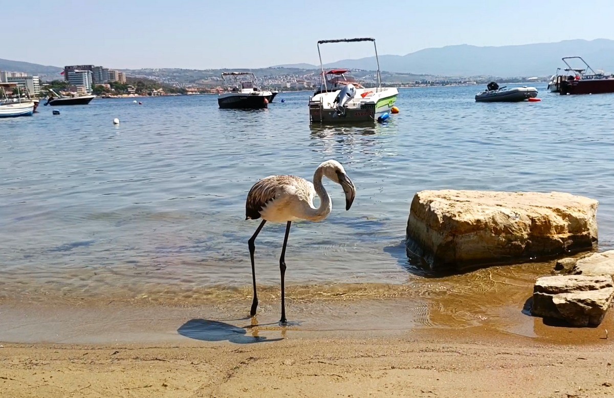 Kurtarilan Leylek Flamingo Dogaya Salindi (1)