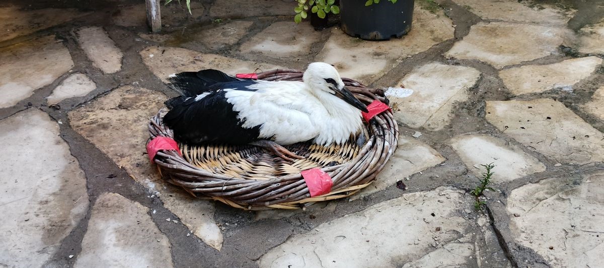 Kurtarilan Leylek Flamingo Dogaya Salindi (2)