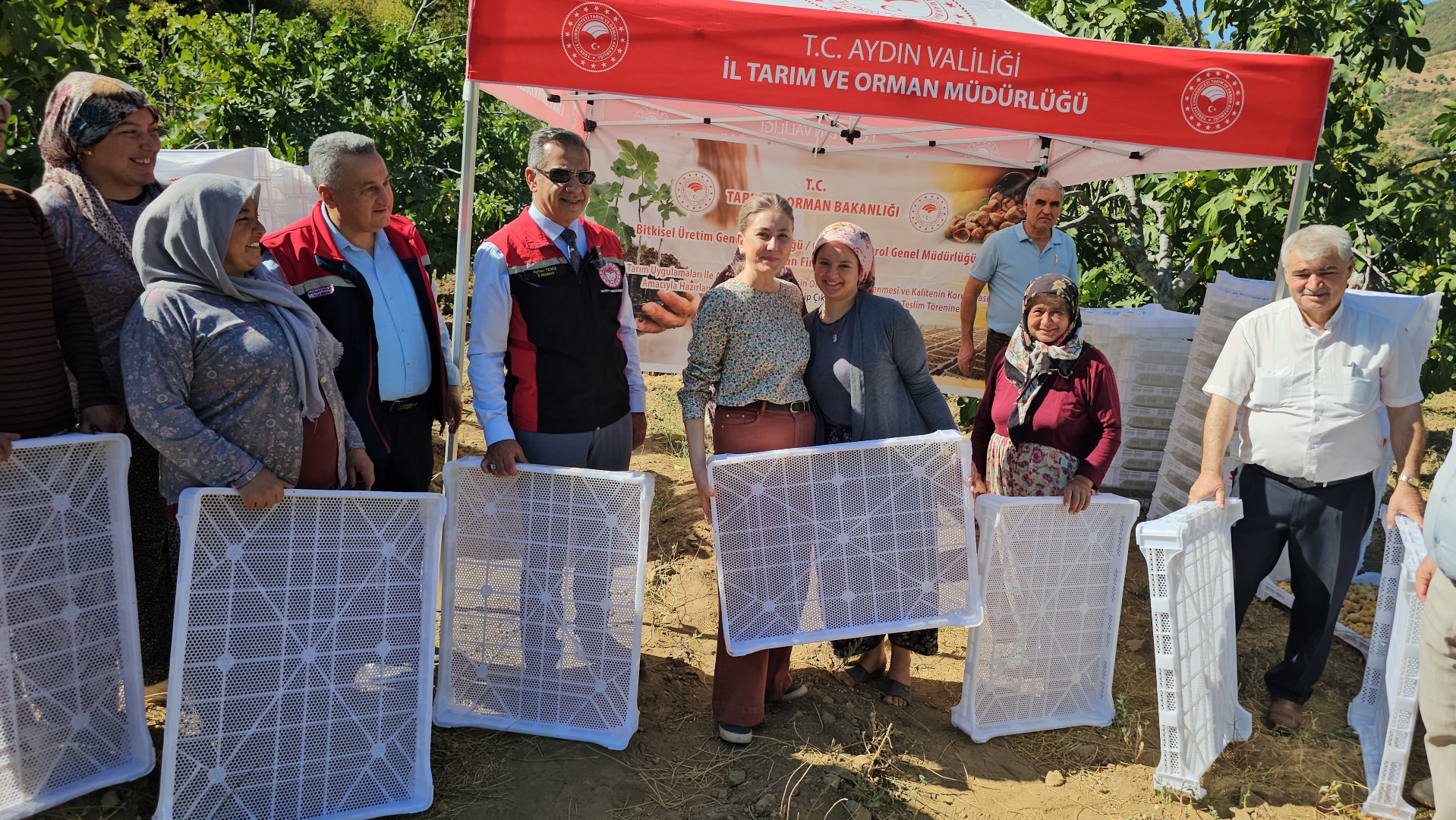 Nazilli Kaymakamı Kan, Incir Hasadına Katıldı (3)