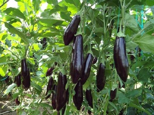 Patlican (1)