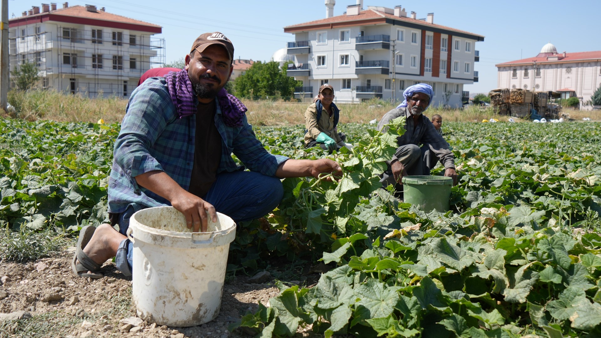 Rekor Sıcaklara Rağmen Çubuk'ta Turşuluk Salatalık Hasadı Sürüyor (2)