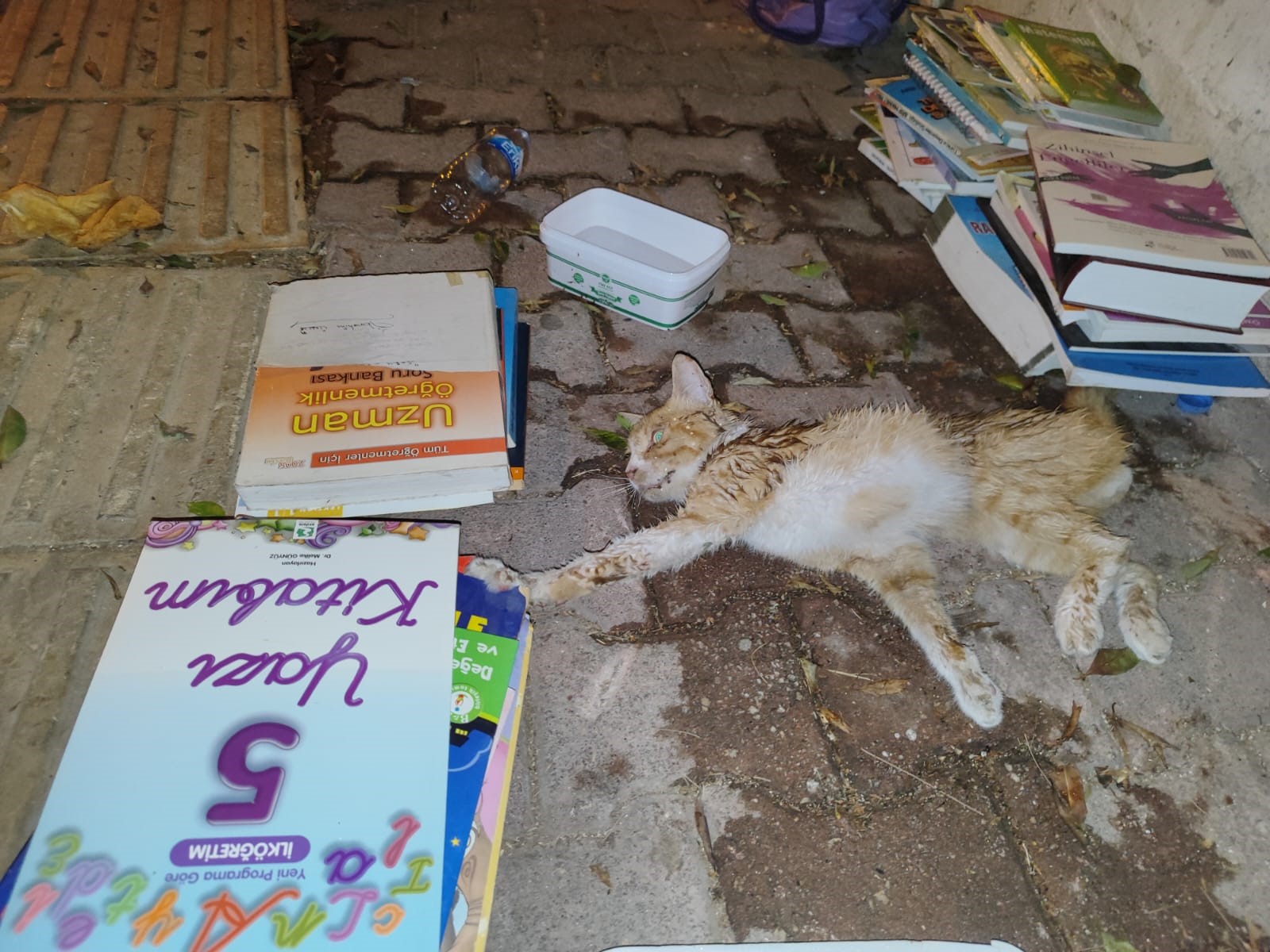 Sokakta Yaralı Gördükleri Yavru Kedi Için Seferber Oldular (2)