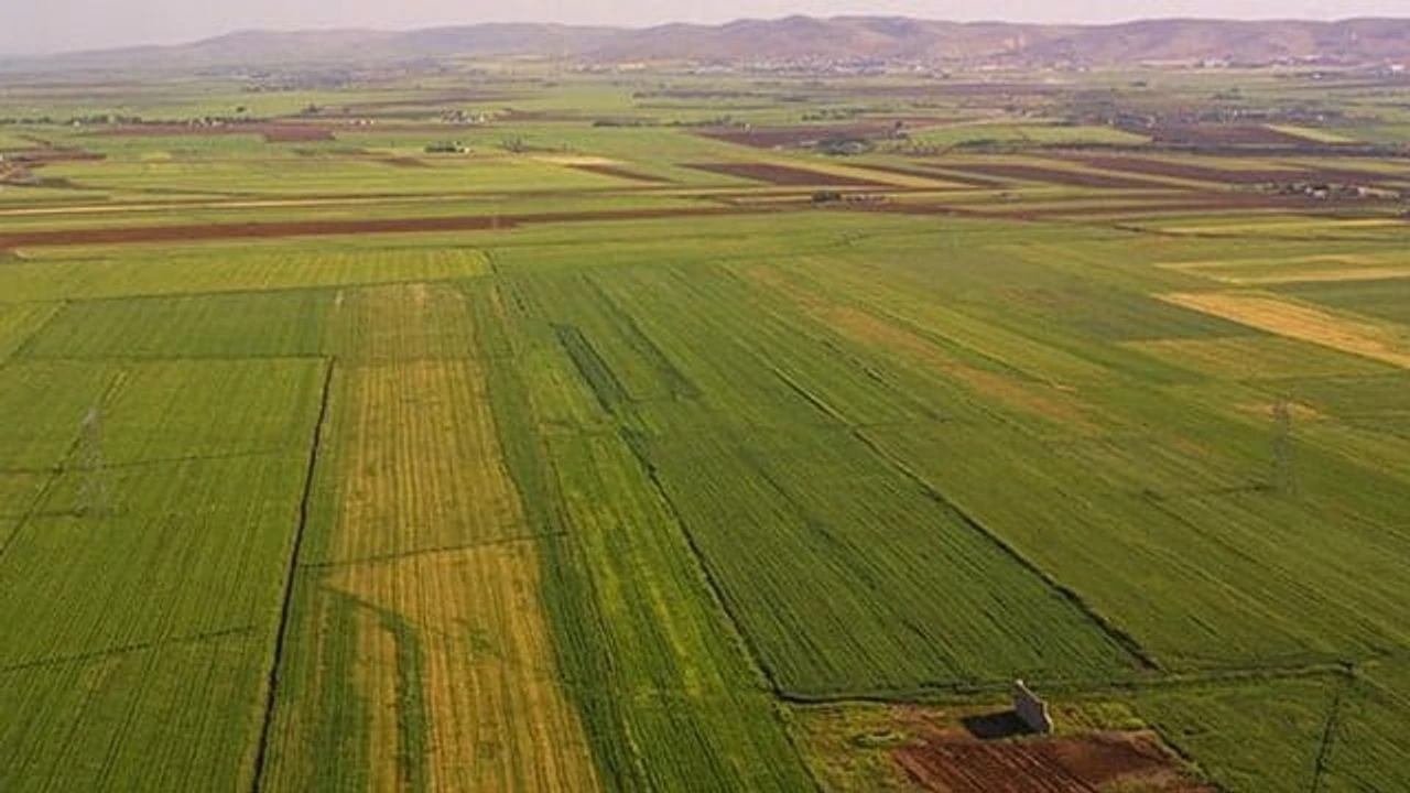 Tarim Alani