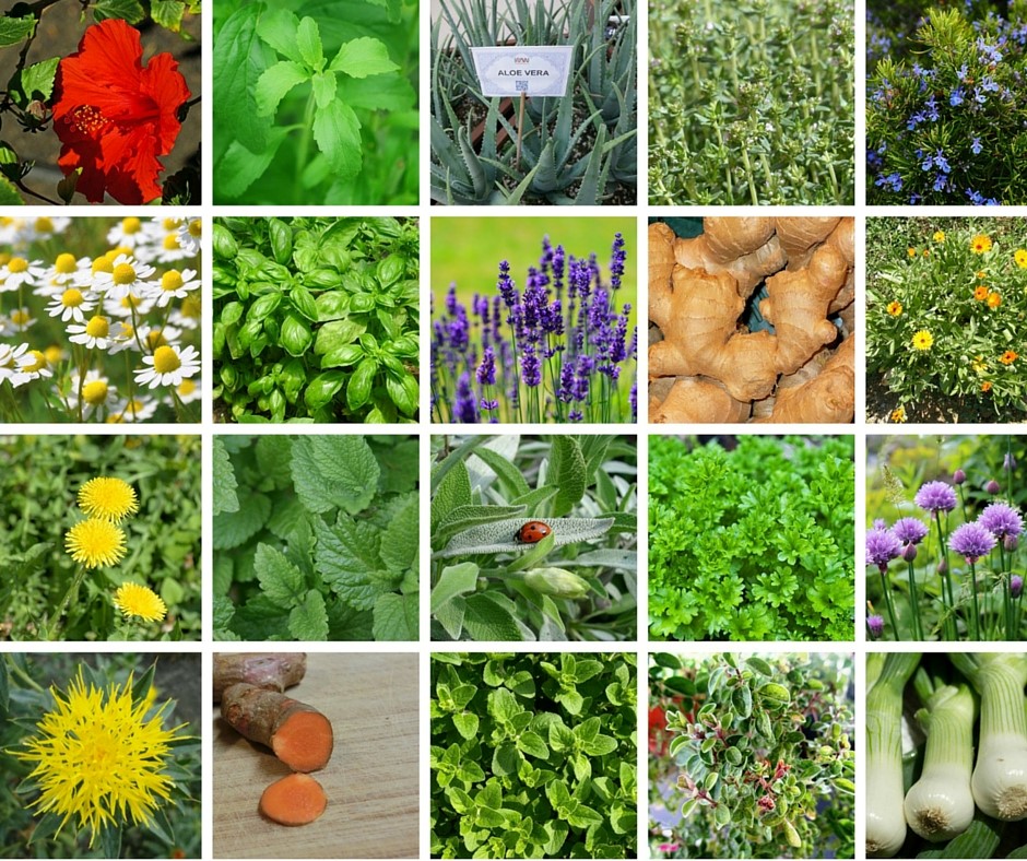 Tıbbi Aromatik Bitki 1