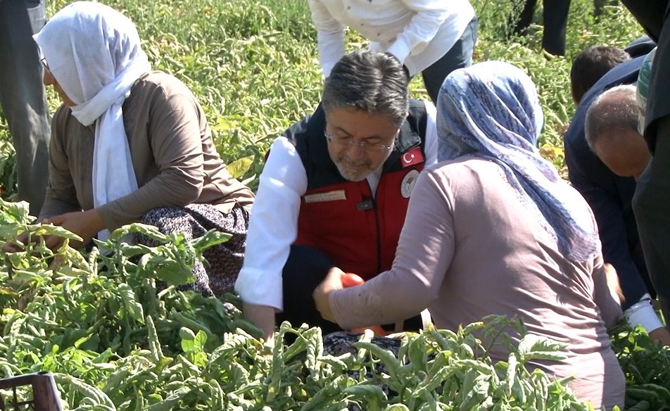 Türkiye Domates Üretiminde Dünyada 3'Üncü Sırada (2)