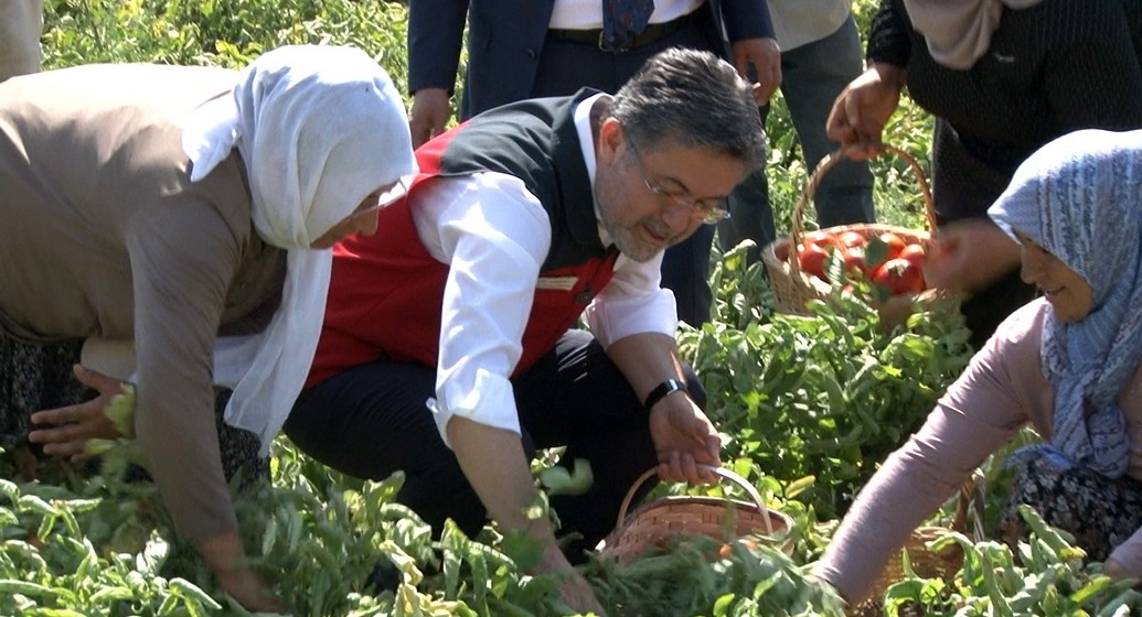 Türkiye Domates Üretiminde Dünyada 3'Üncü Sırada (3)