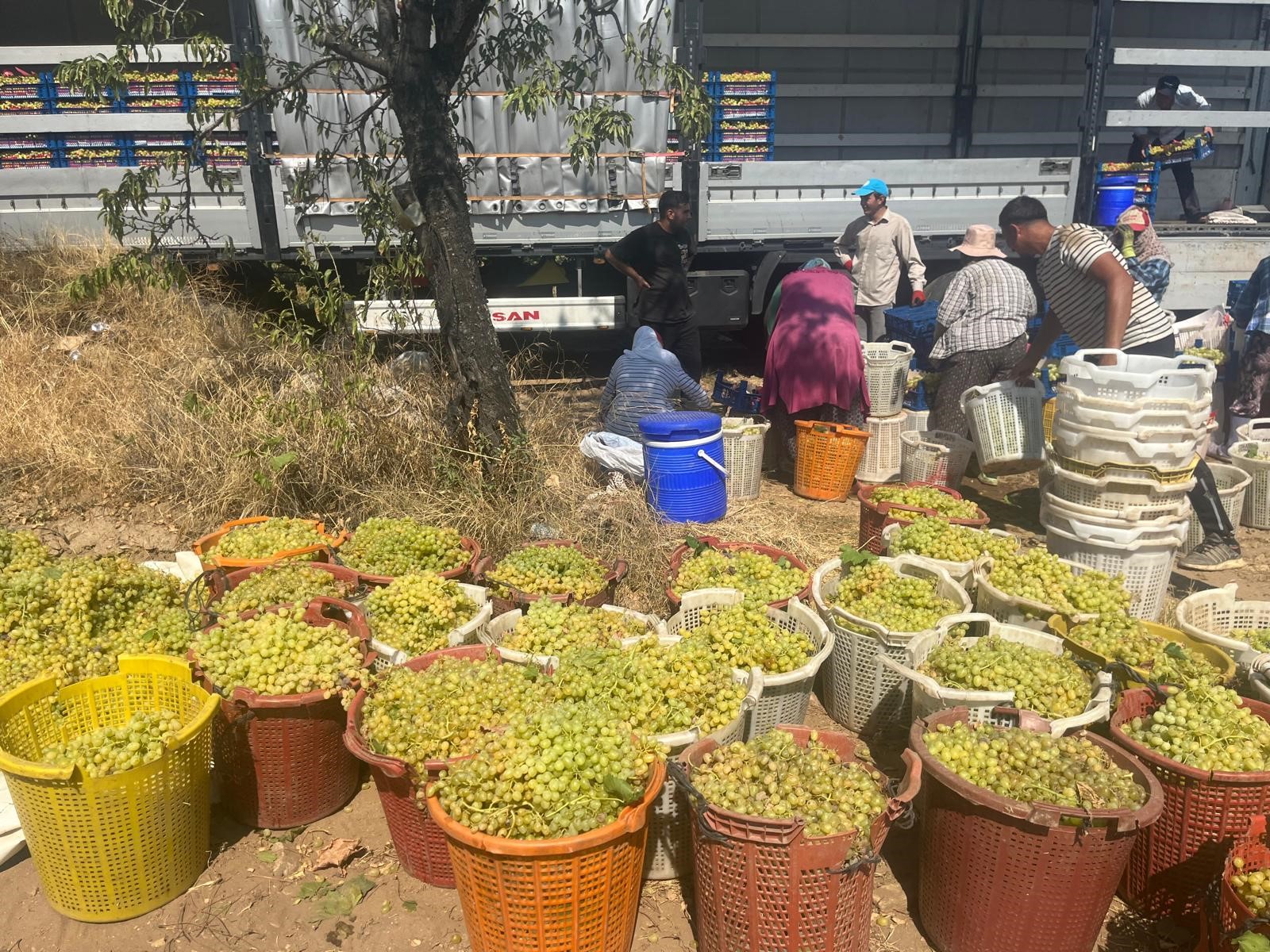 Üzüm Hasadı Başladı (1)