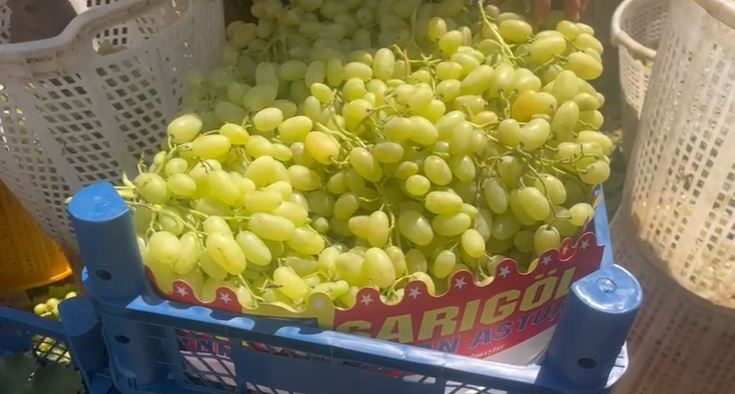 Üzüm Hasadı Başladı (2)