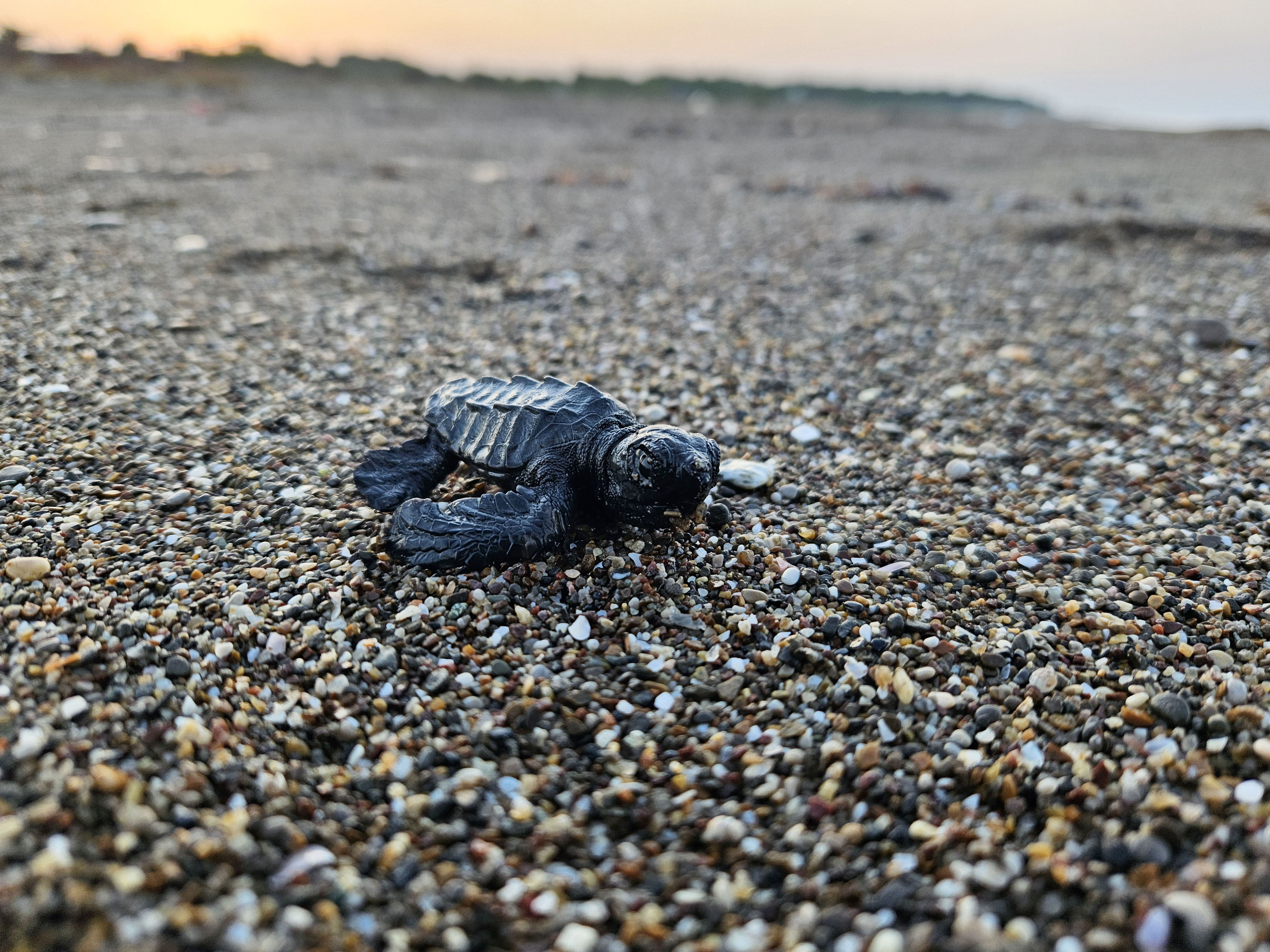 Yavru Caretta Sezonu Başladı (3)