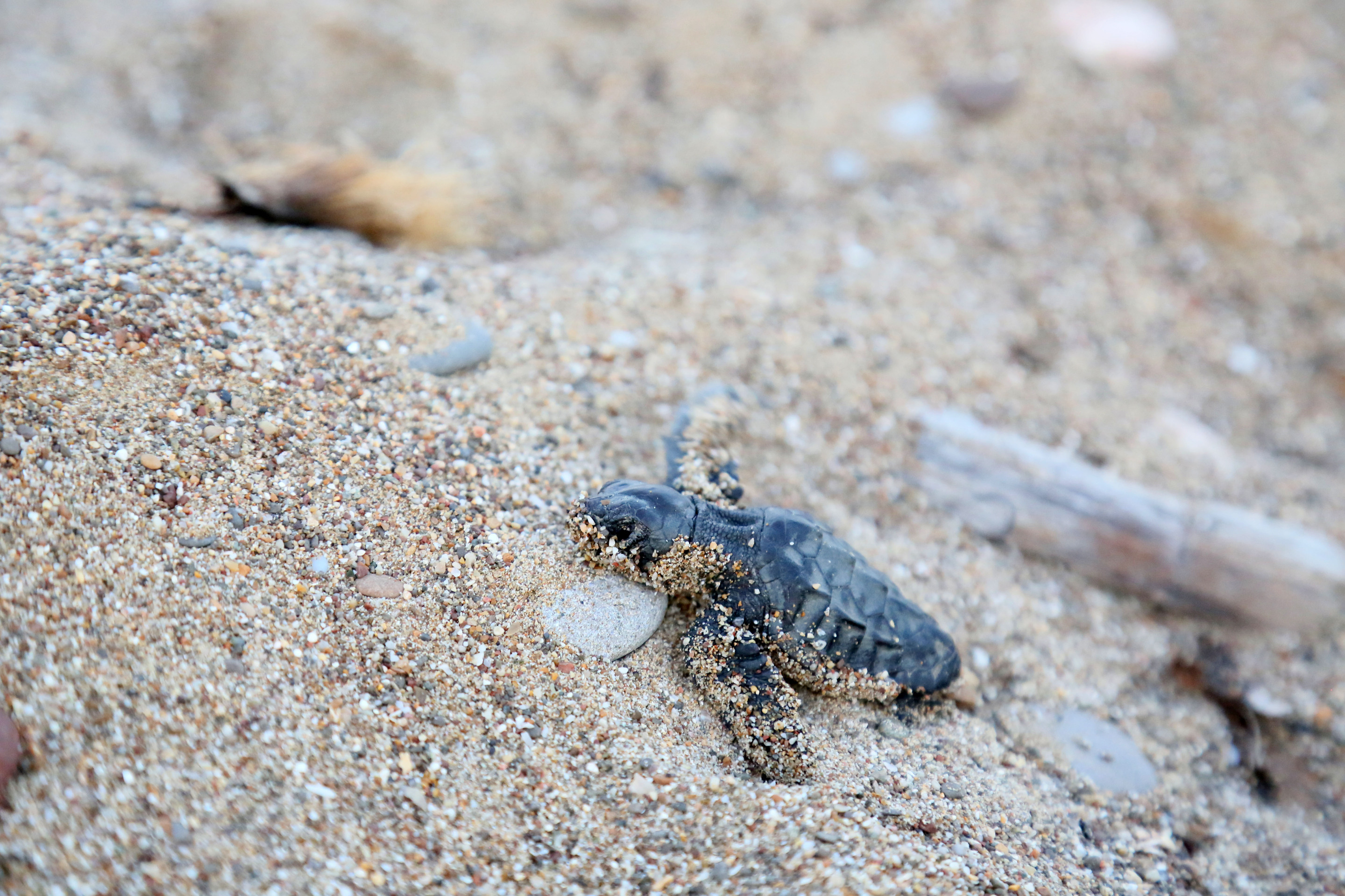 Yavru Caretta Sezonu Başladı (6)