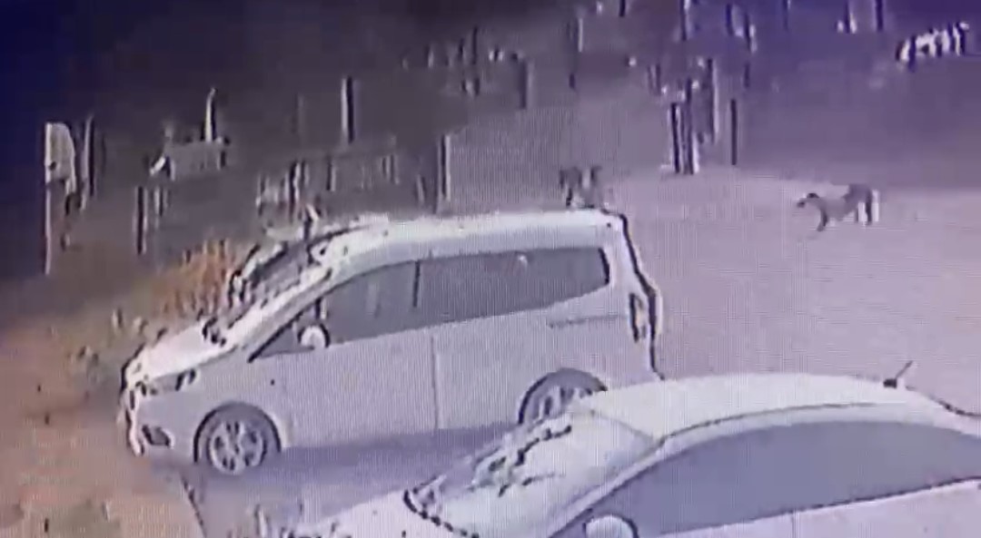 3 Yaşındaki Çocuğu Köpekler Kovaladı (1)