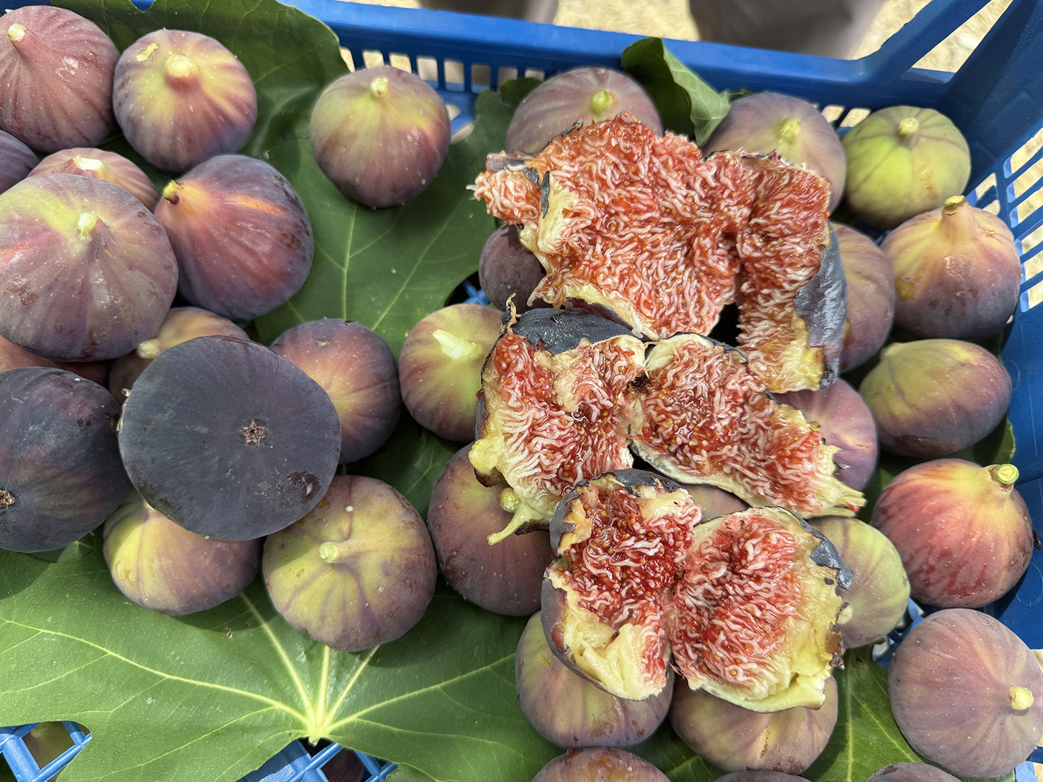 Antalya'da 800 Rakımdan Gelen Lezzette Üzen Haber (3)