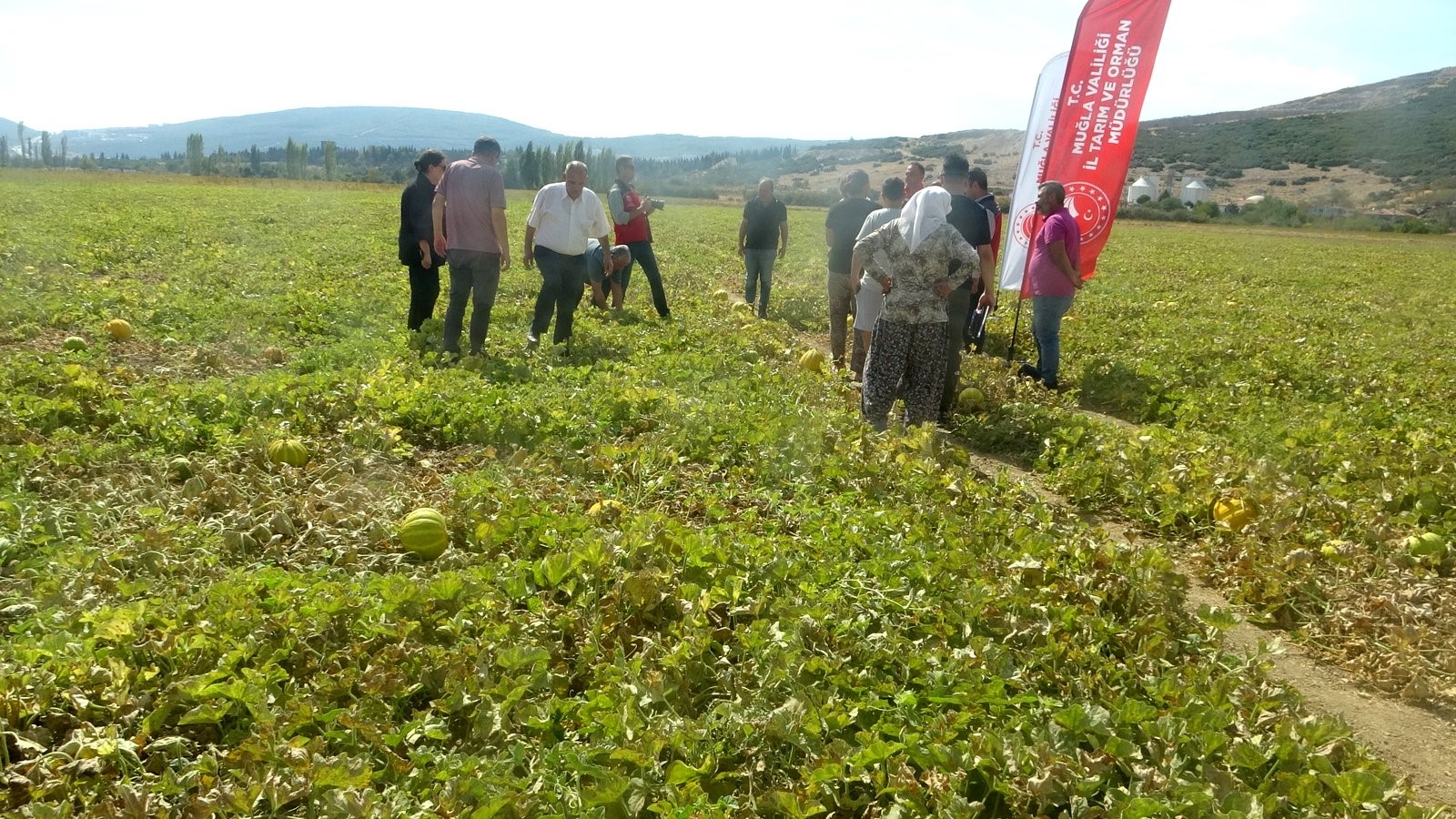 Ata Tohumundan Gelen Miras Yayla Kavunu Karabağlar'da Yüz Yıllardır Yaşatılıyor (3)