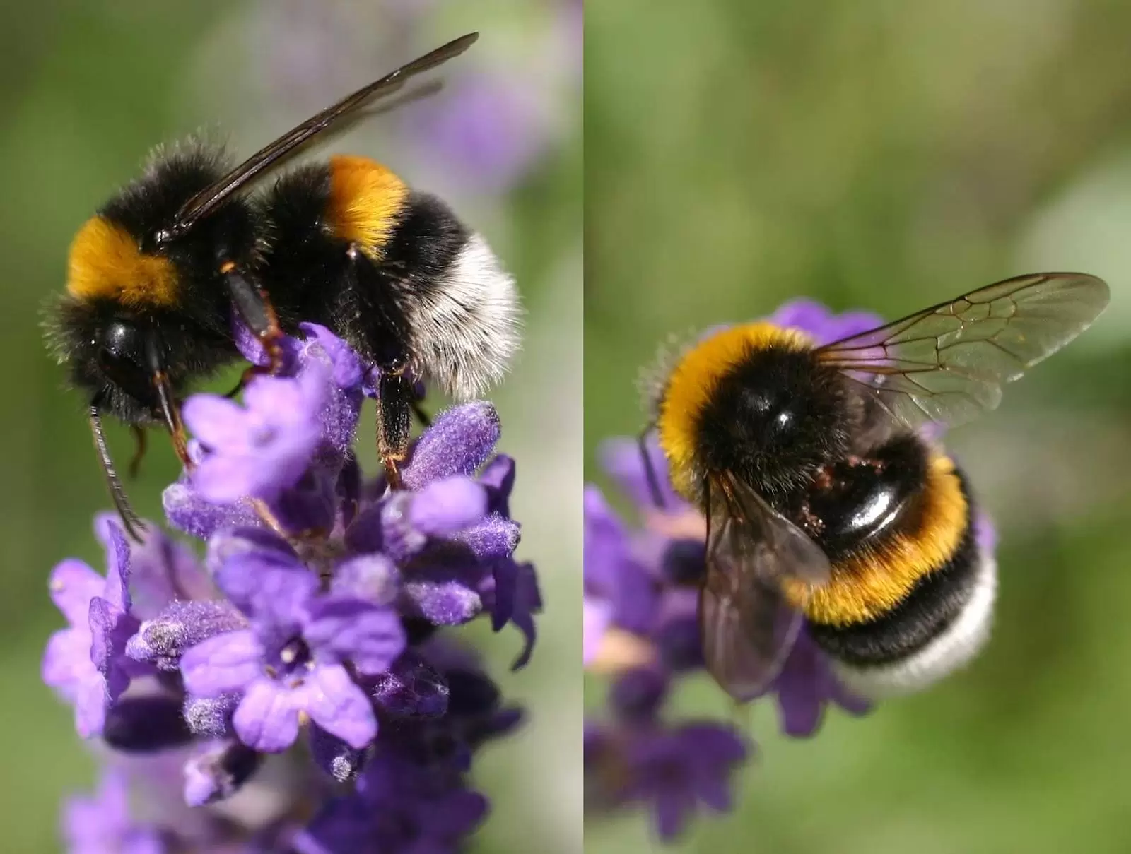 Bombus Arı 1