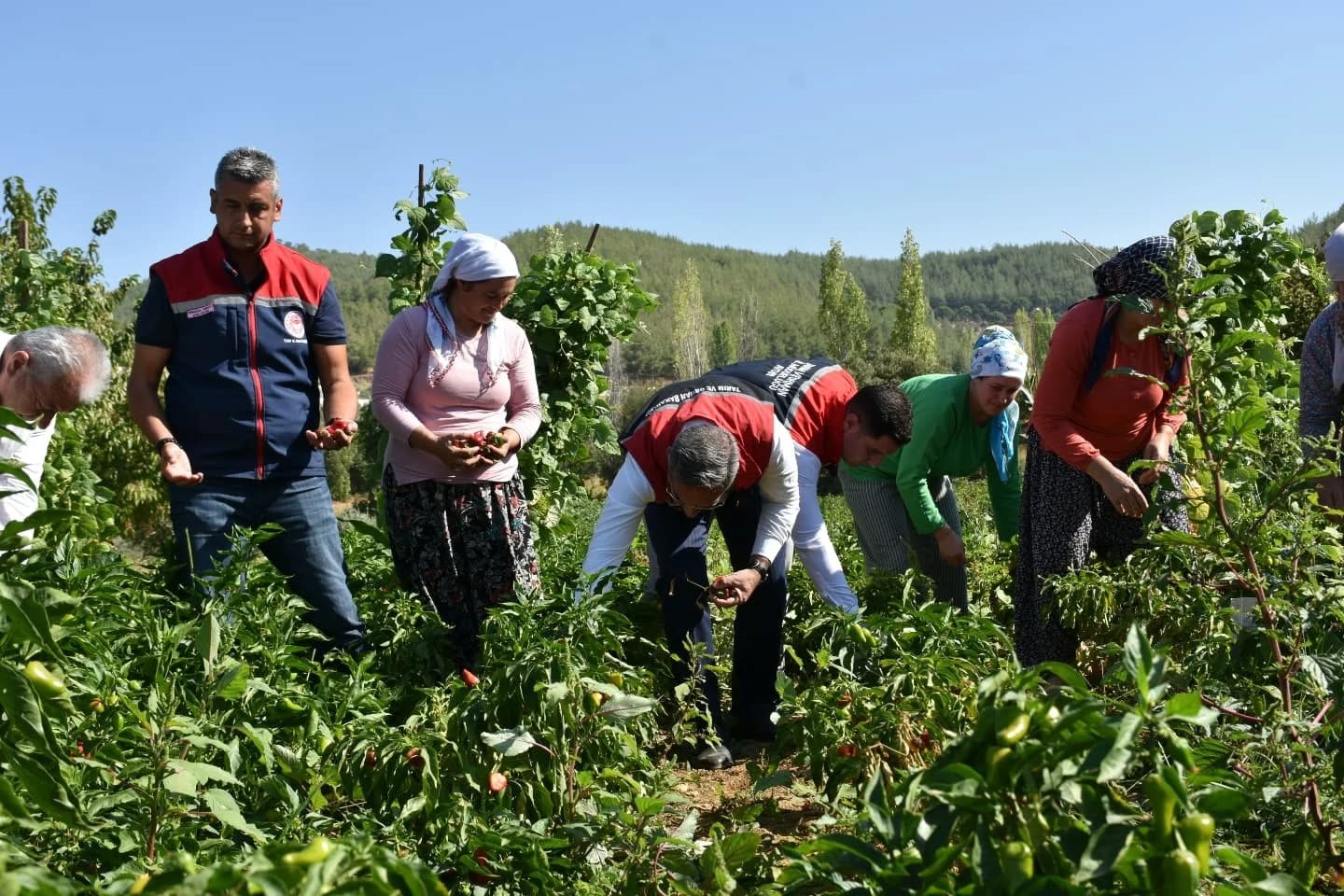 Bozdoğan’da Turşuluk Biber Hasadı Gerçekleştirildi (1)