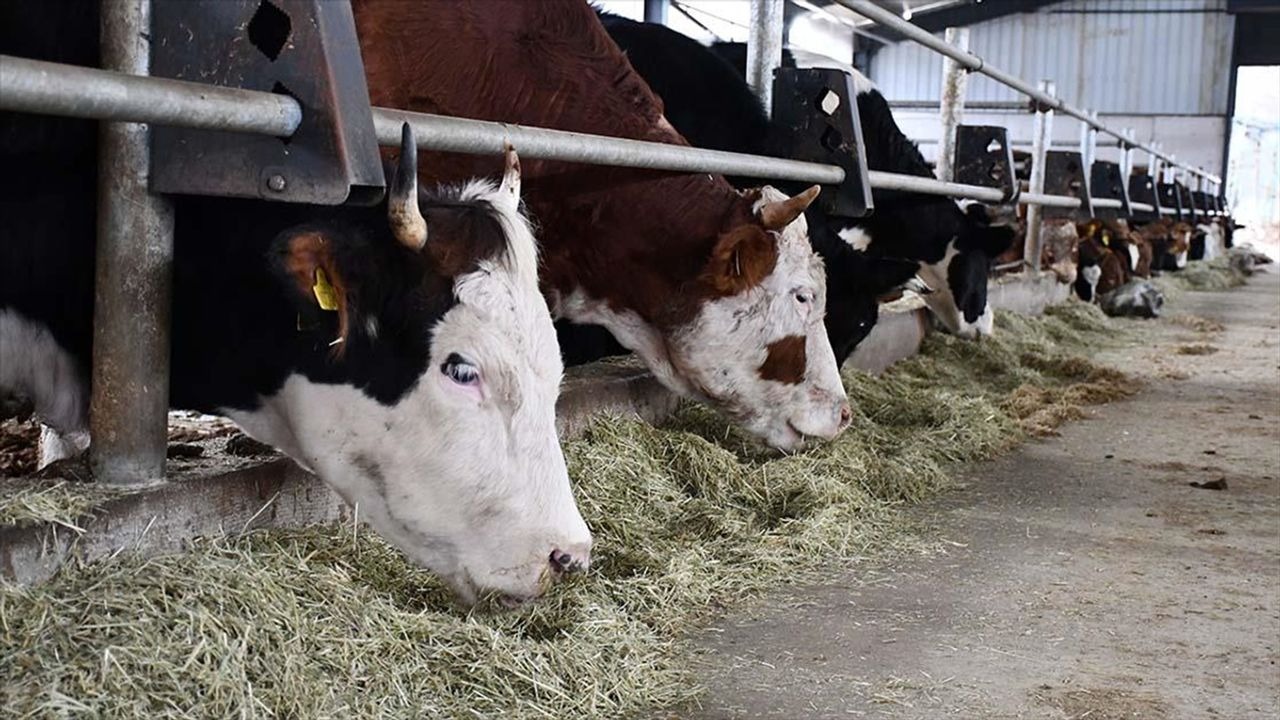 Büyükbaş Hayvan Desteği 2