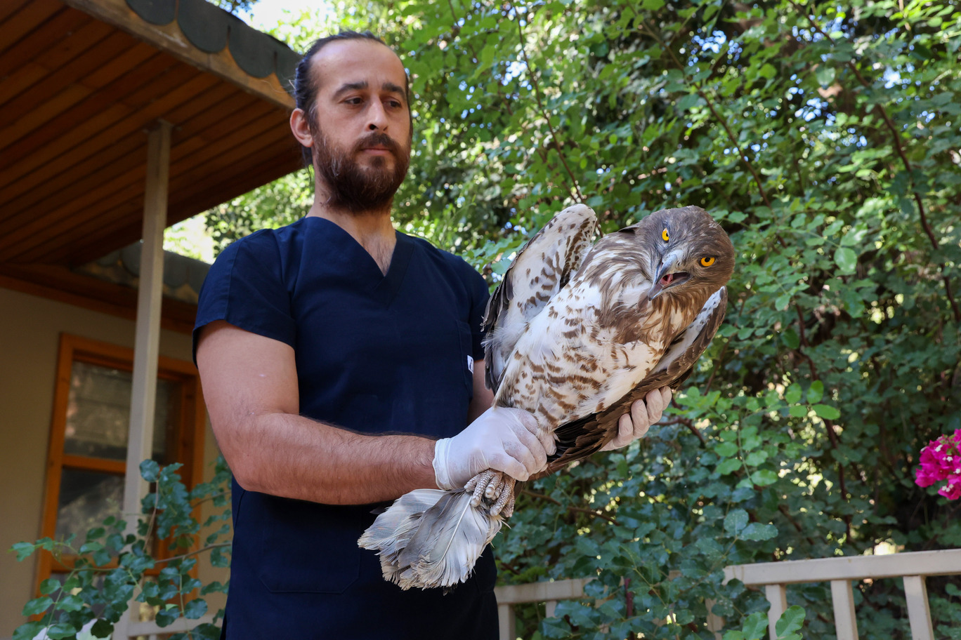 Doğal Yaşam Parkı’nın Tedavi Ettiği Yılan Kartalı Doğaya Geri Döndü (5)