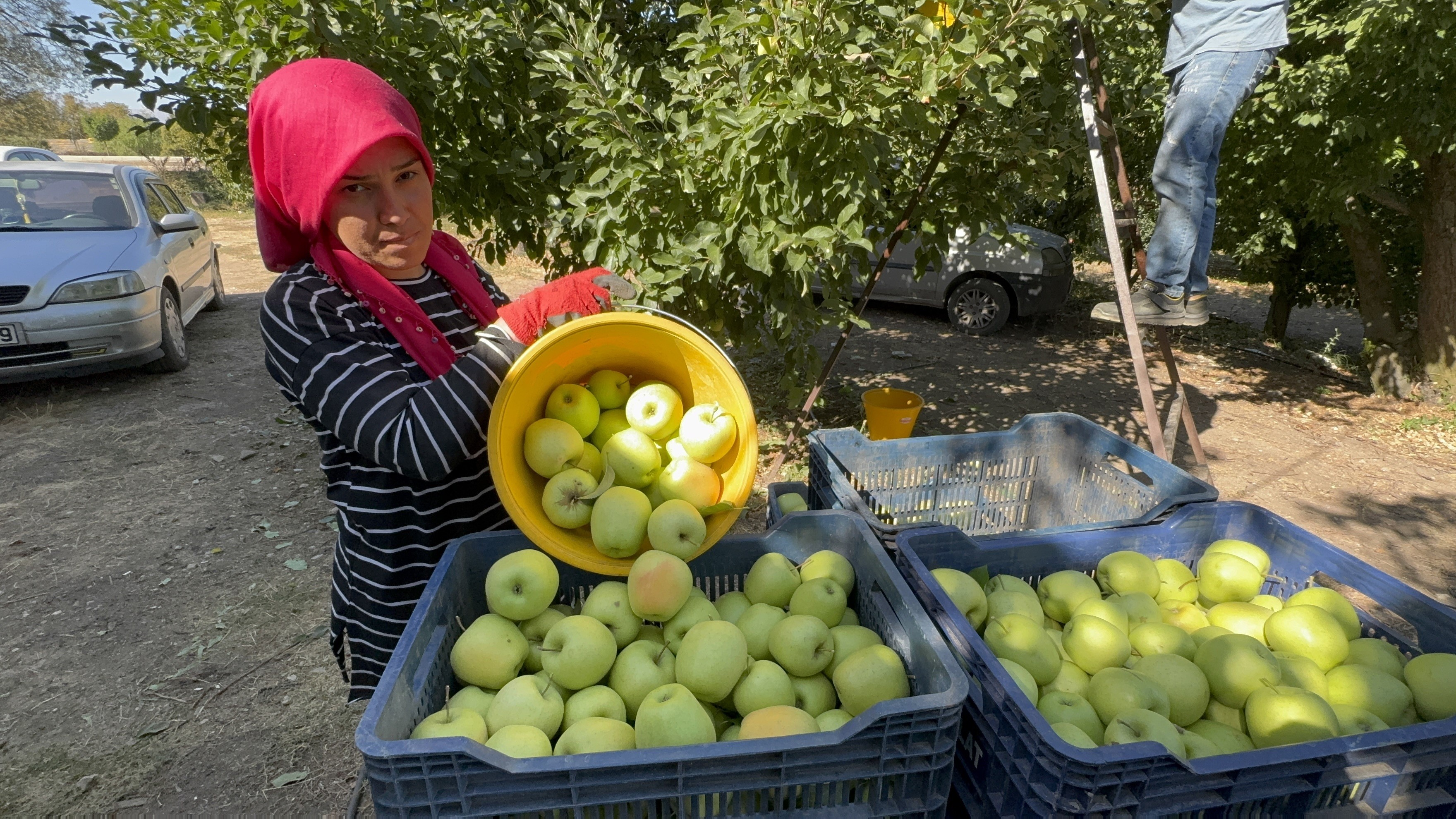 Elma Diyarı Eğirdir'de Hasat Başladı, Kuraklık Rekolteyi Vurdu (4)