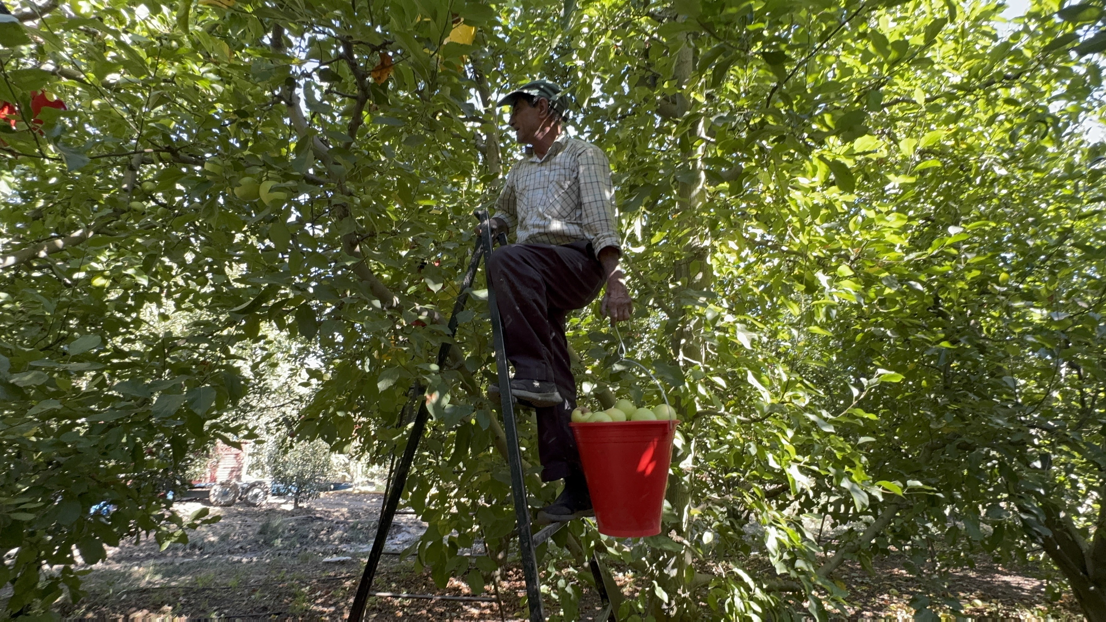 Elma Diyarı Eğirdir'de Hasat Başladı, Kuraklık Rekolteyi Vurdu (5)