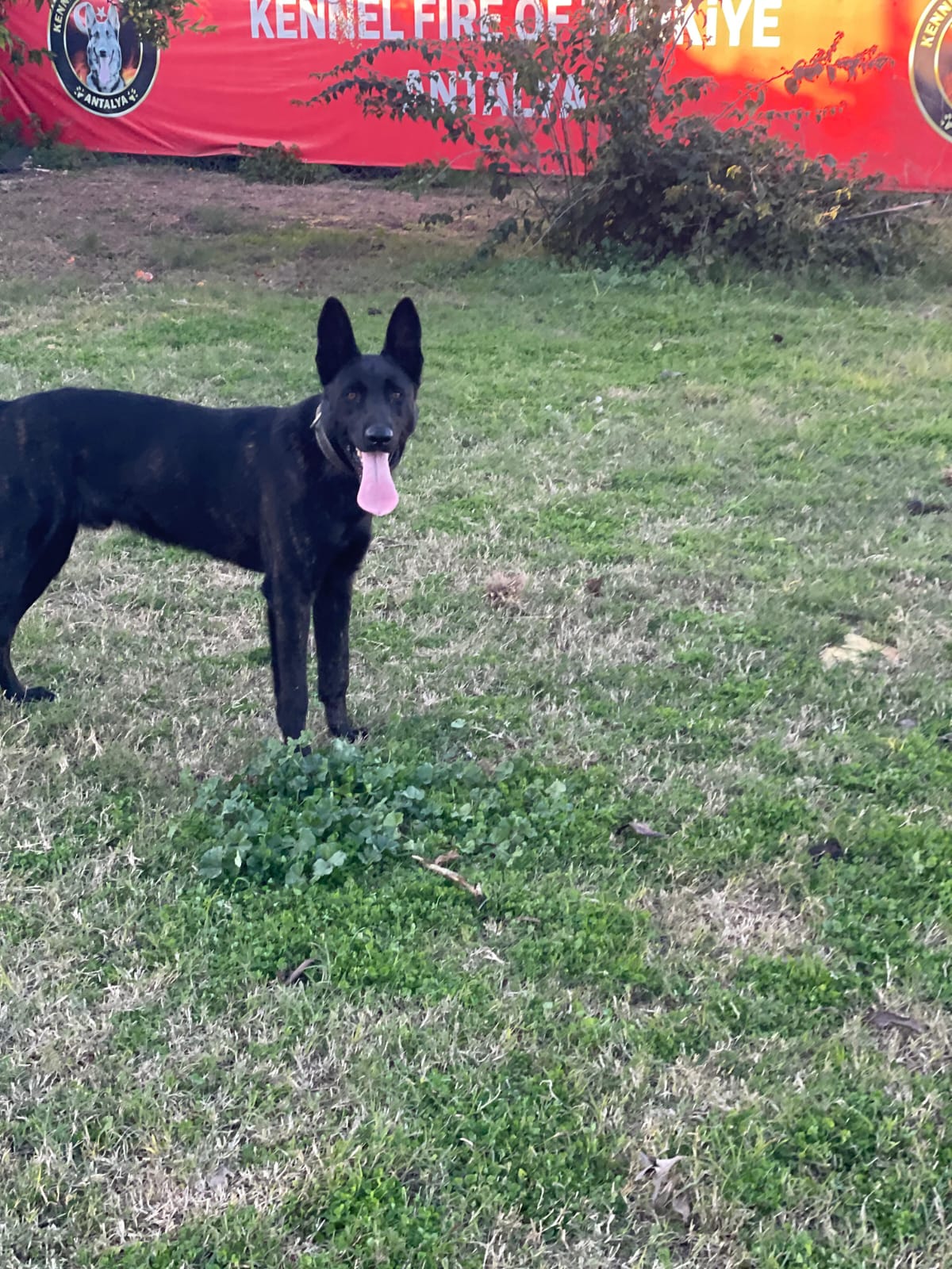 Köpek Eğitmeni (2)