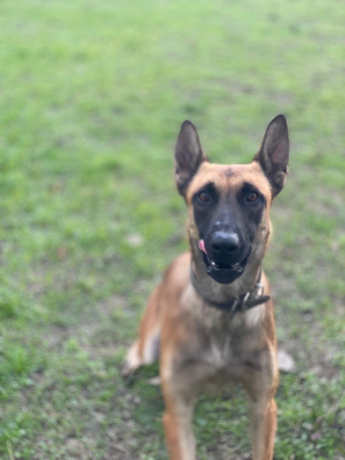 Köpek Eğitmeni (3)