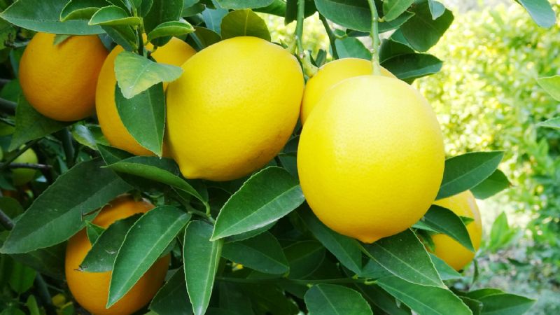 Limon 1