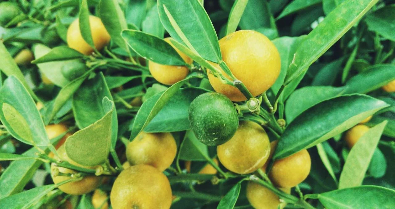 Limon Ihracatında Risk Büyüyor (1)-1