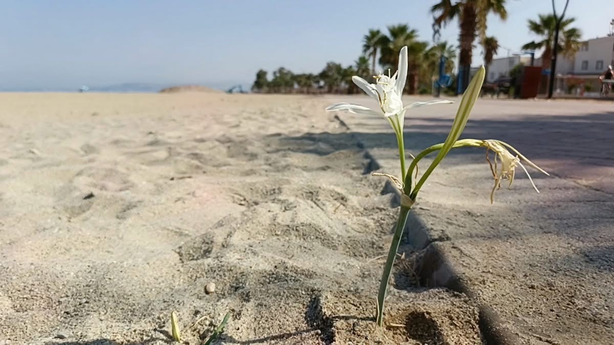 Yıllar Sonra Kuşadası'nda Kum Zambağı Açtı (2)