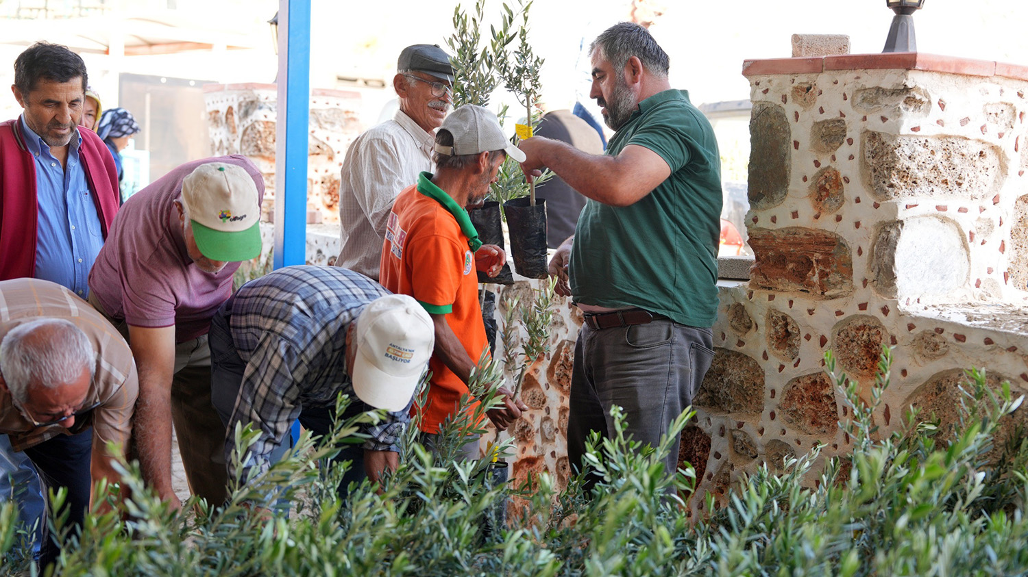 Alanya'daki Yangın Bölgesinde 3 Bin 400 Zeytin Fidanı Bahçe Sahiplerine Dağıtıldı (1)