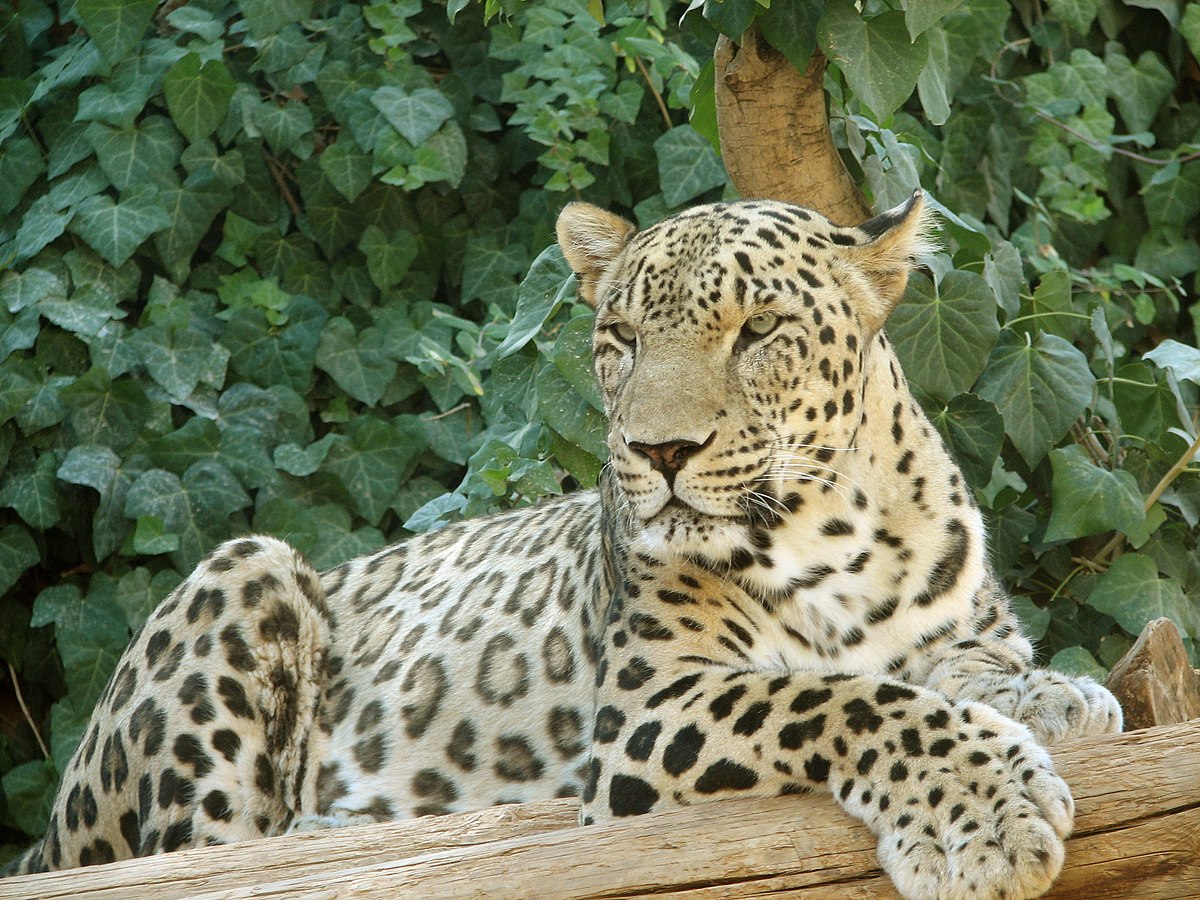 Anadolu Leopari