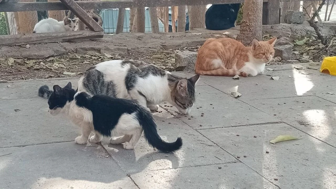 Antalya Sokak Hayvanları (3)