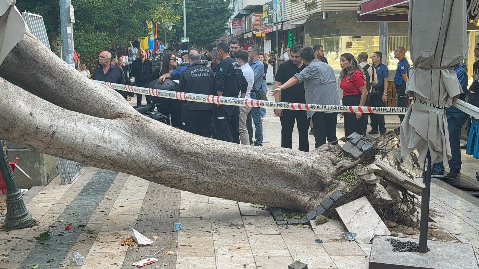 Antalyada 30 Yillik Agac Arabalarin Uzerine Devrildi (1)