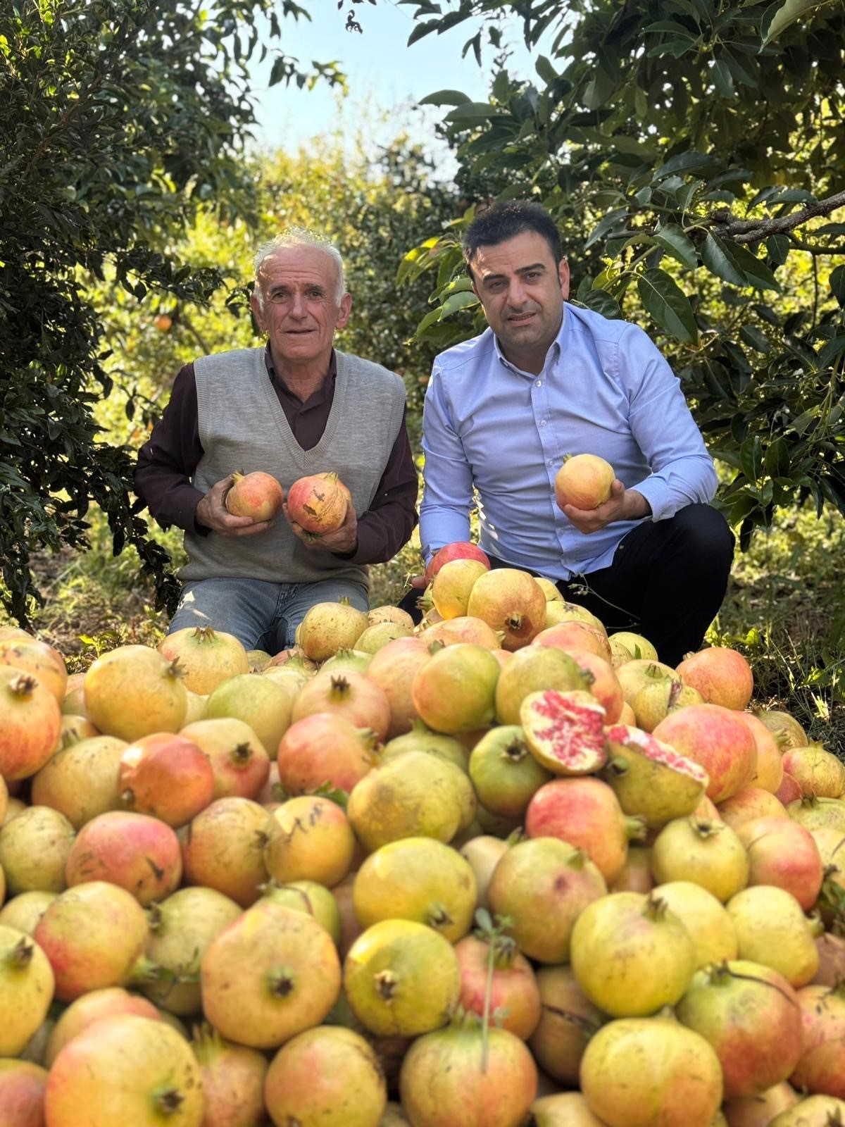 Antalya’da Coğrafi Işaretli Çekirdeksiz Narın Hasadı Başladı (4)