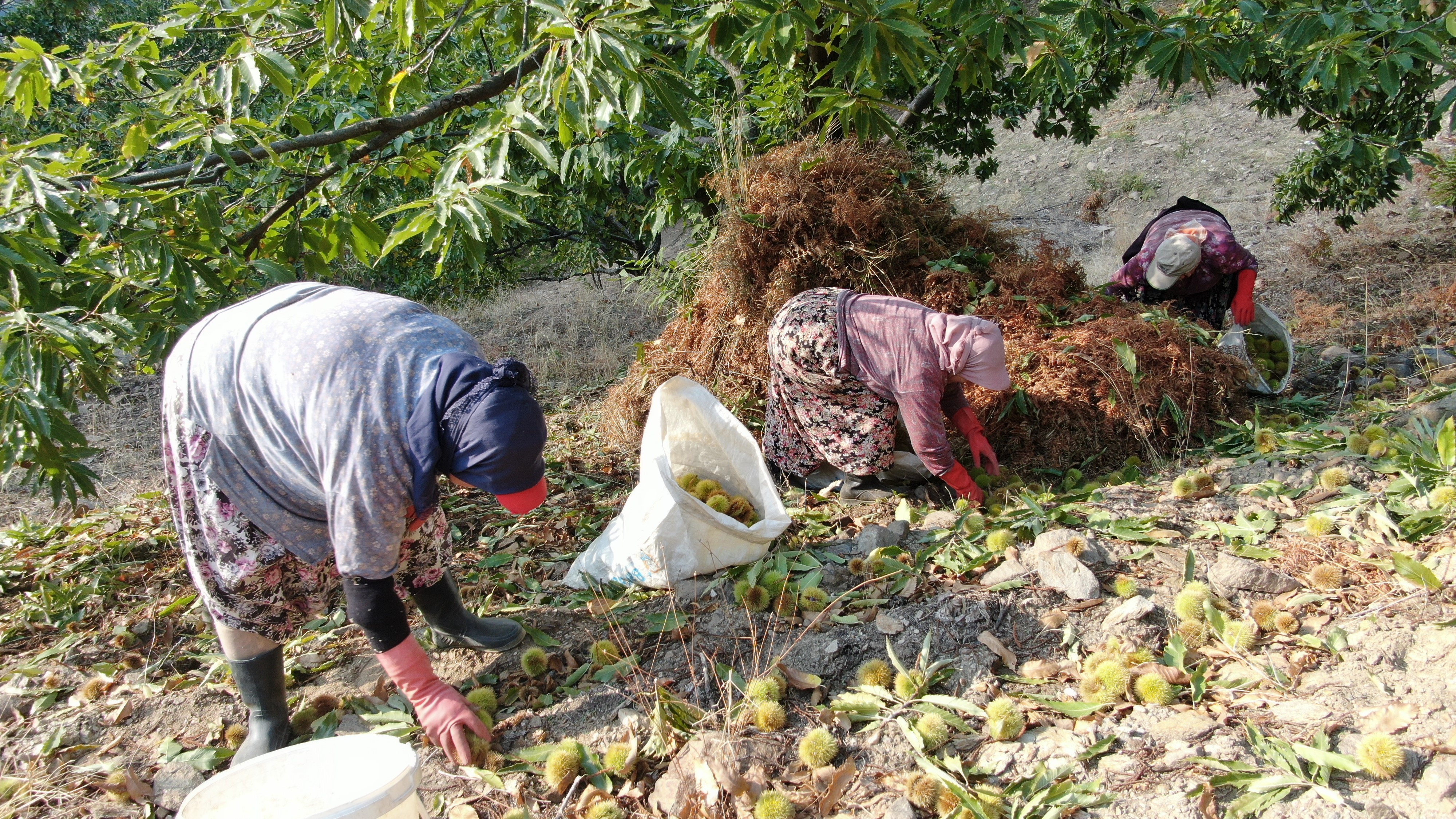 Aydın'ın Dağlarında Hareketlilik Başladı, Kestane Üreticilerini Hasat Telaşı Sardı (12)