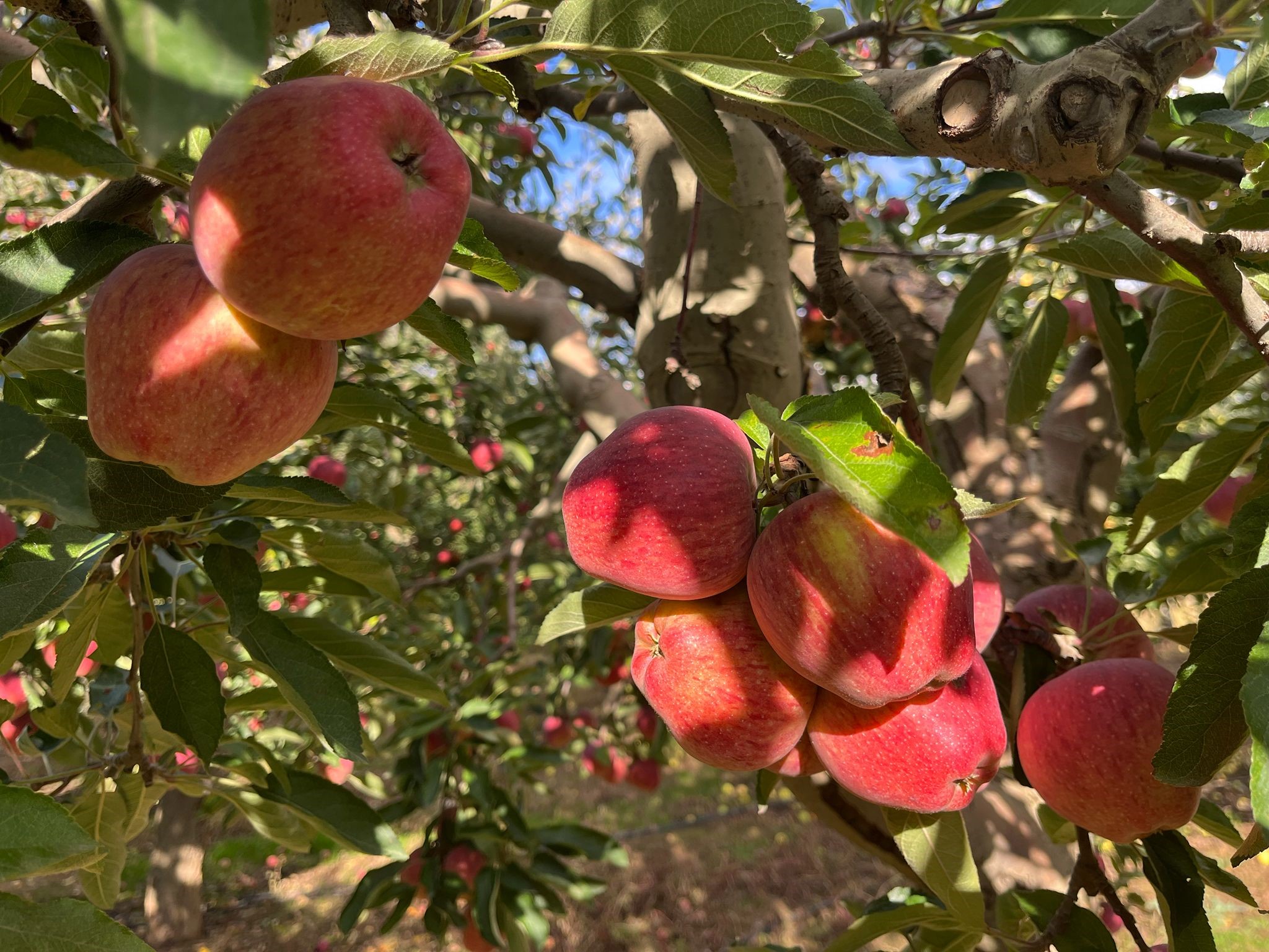 Buldan'da Elma Hasadı Yüz Güldürüyor (5)