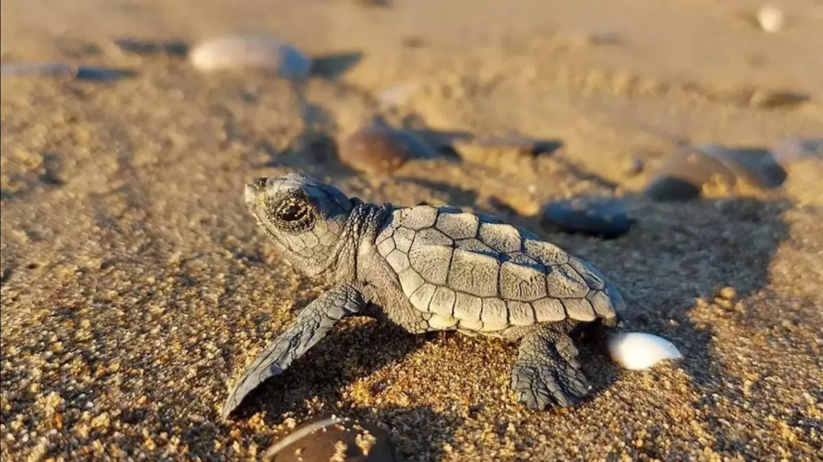 Caretta Caretta-7