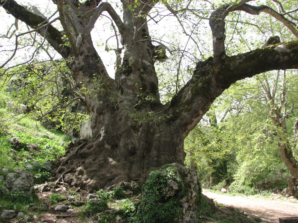 Çınarlı